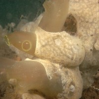 Colonial Sea Squirt sp